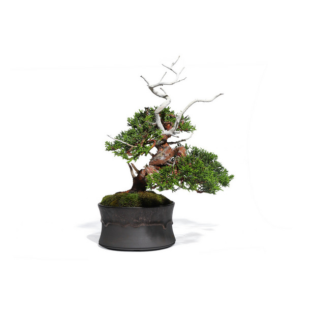 真柏 -Japanese Juniper- (推定樹齢40年)-M0013- 詳細画像